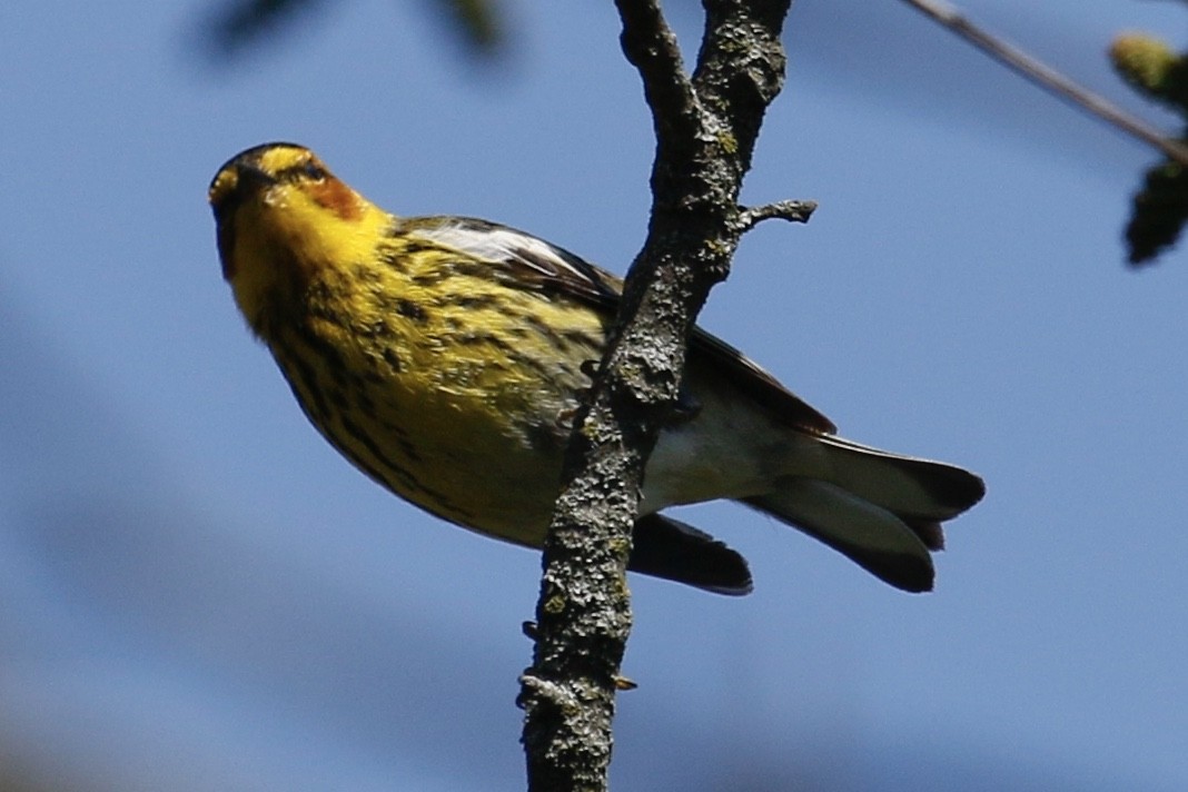 Cape May Warbler - ML234246961