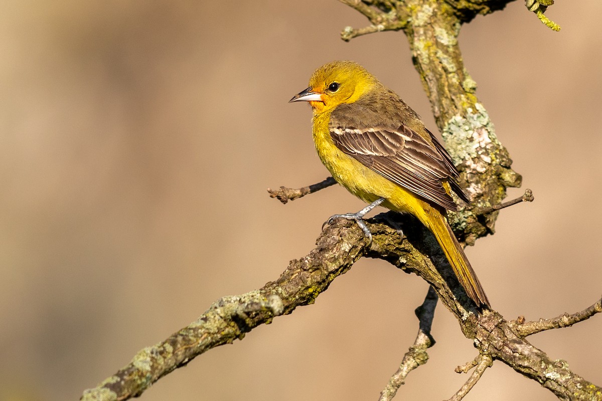 Orchard Oriole - ML234247091