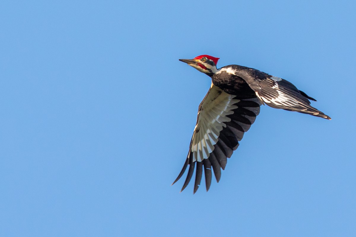 Pileated Woodpecker - Brad Imhoff