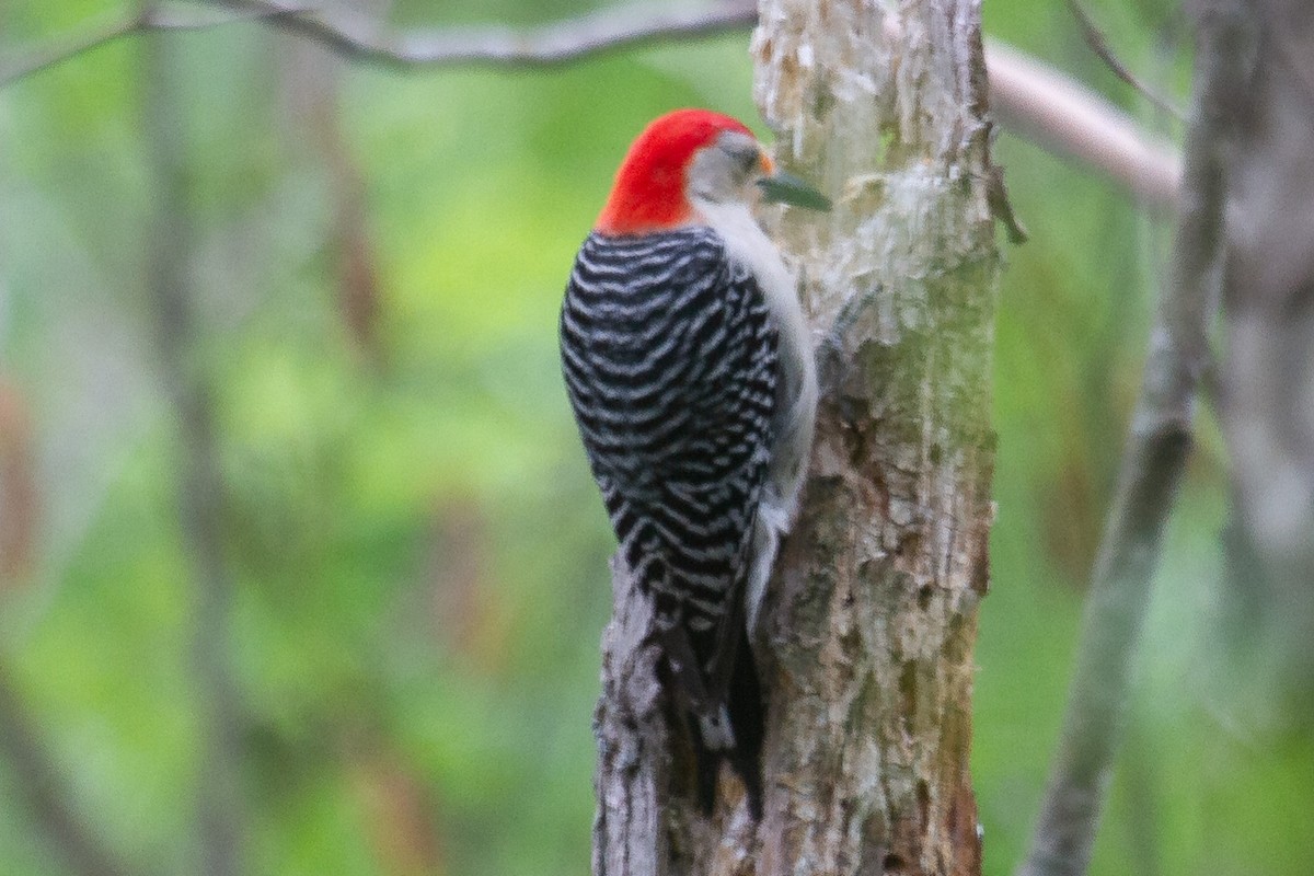 Red-bellied Woodpecker - ML234254631