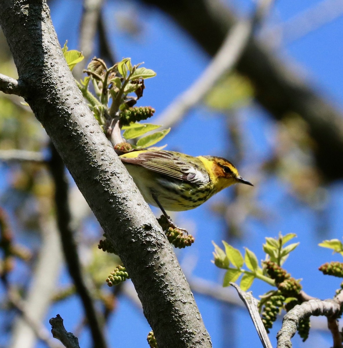 Cape May Warbler - ML234259061