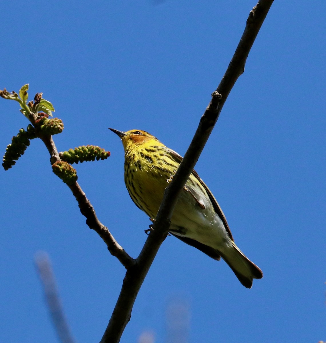 Cape May Warbler - ML234259251