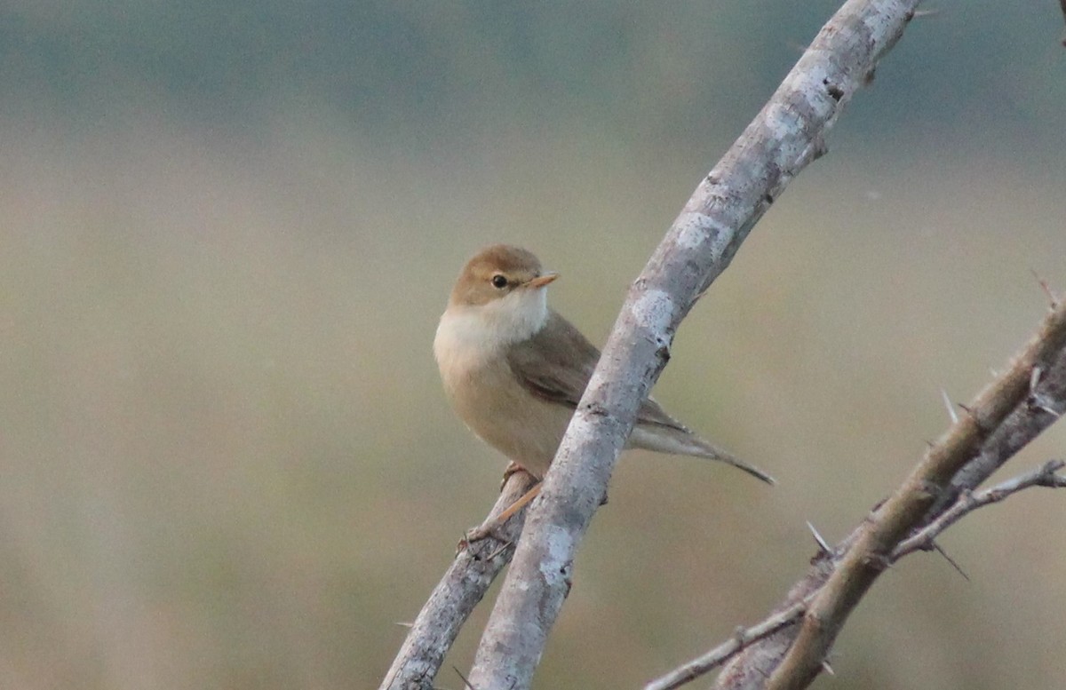 Booted Warbler - TheNatureTrust (GroupAccount)