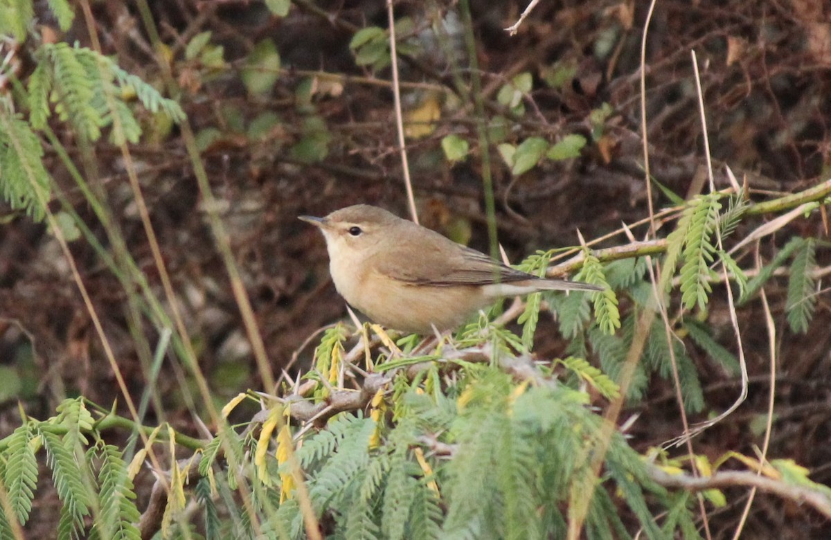 Booted Warbler - ML23426261