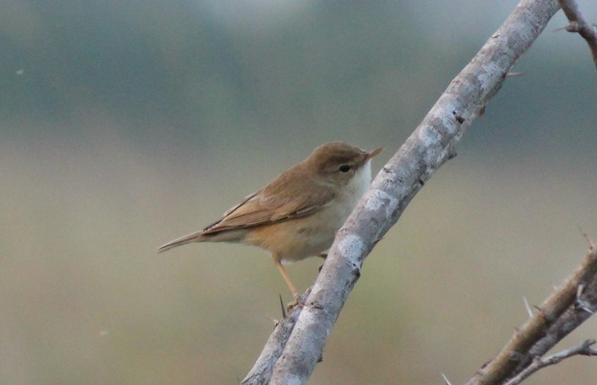 Booted Warbler - ML23426301