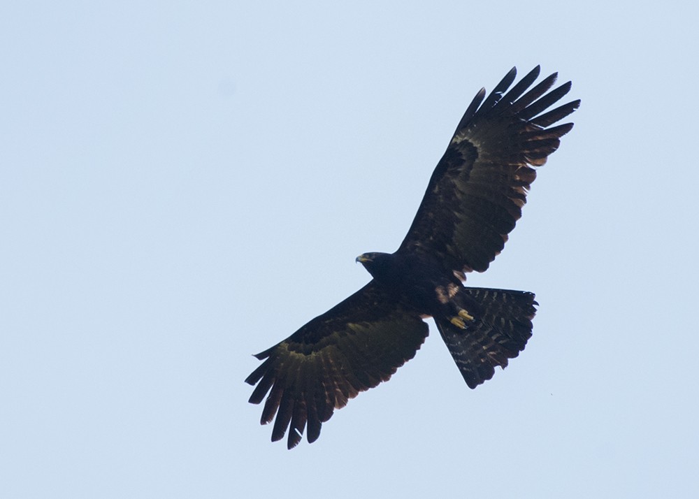 Black Eagle - Shivashankar Manjunatha