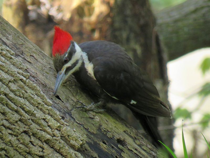 Pileated Woodpecker - Tracy The Birder