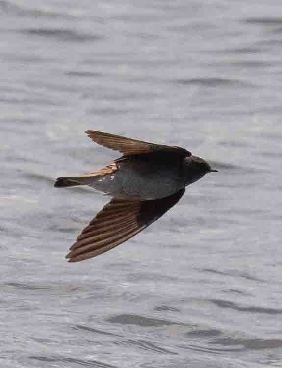 Northern Rough-winged Swallow - ML234275811