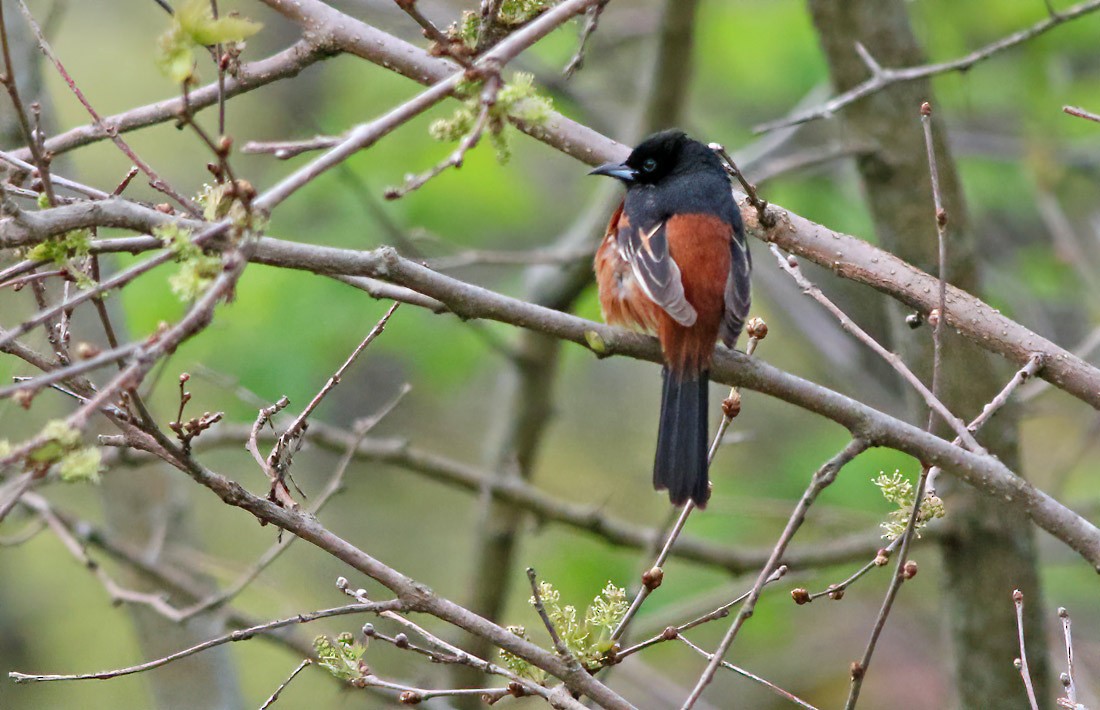 Orchard Oriole - ML234279461