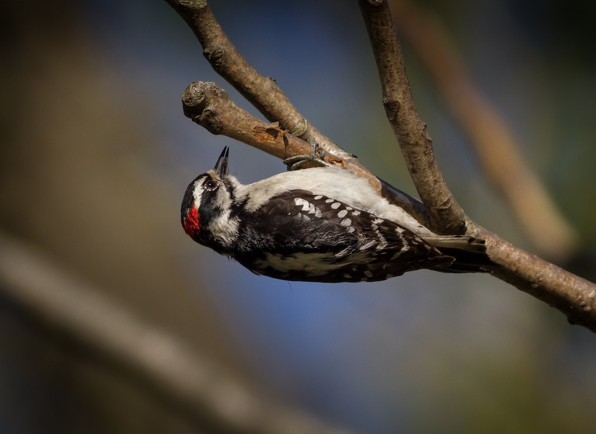 Hairy Woodpecker - Mirek Nowak