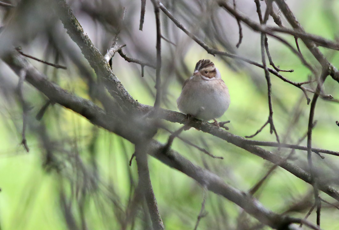 Clay-colored Sparrow - ML234281641