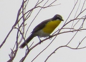 Yellow-breasted Chat - "Chia" Cory Chiappone ⚡️