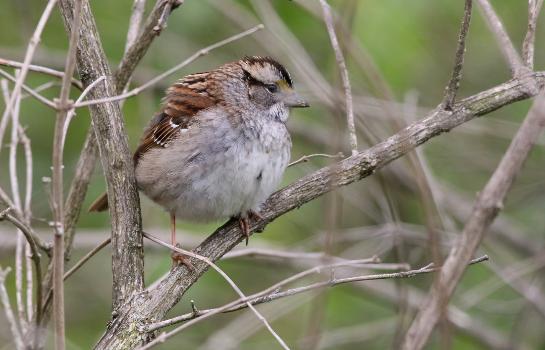 White-throated Sparrow - Jay Gilliam