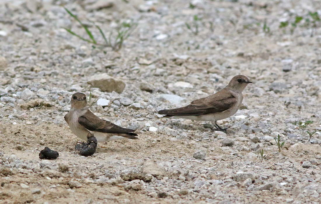 Northern Rough-winged Swallow - ML234288741
