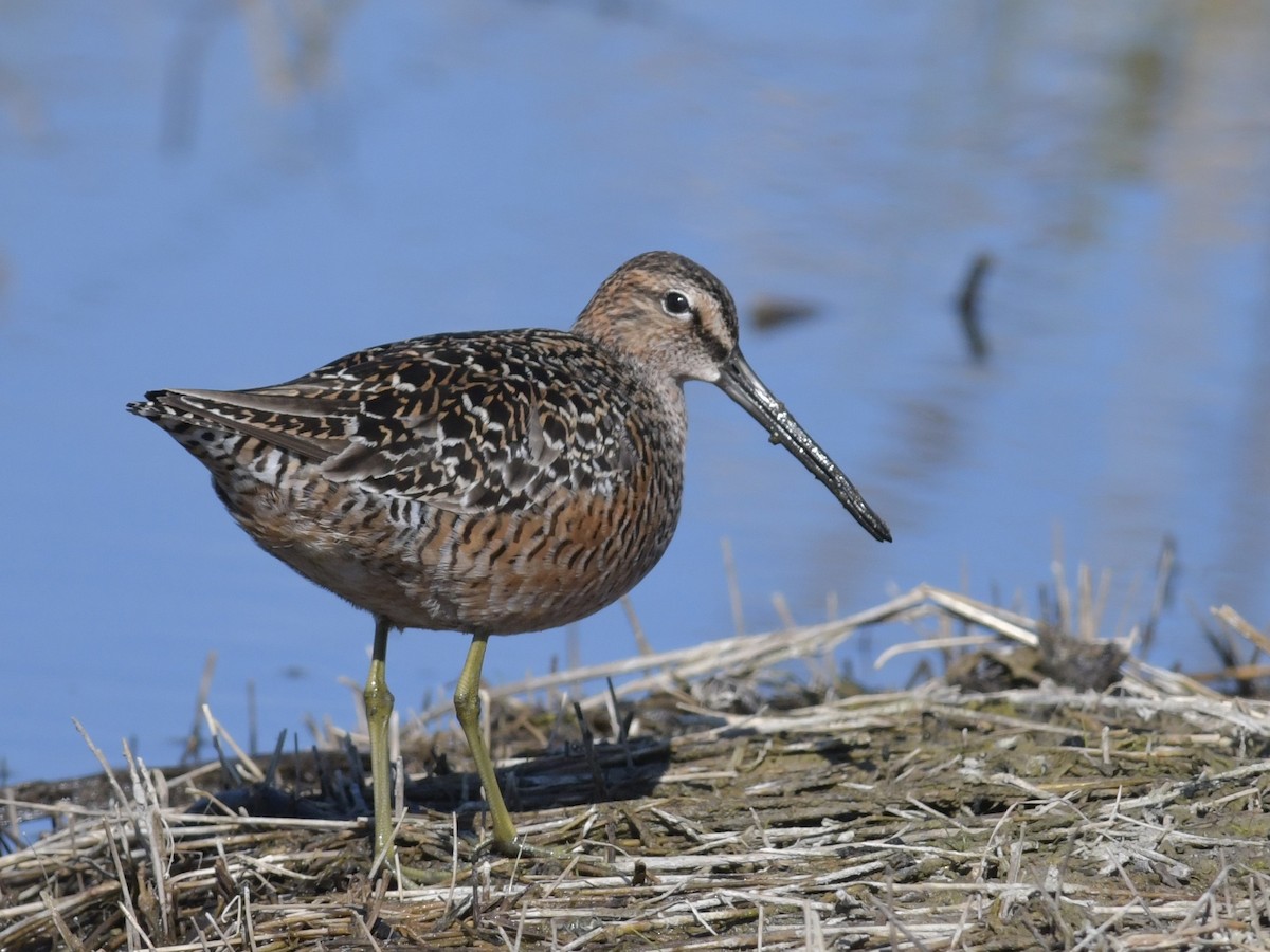 Long-billed Dowitcher - ML234289251