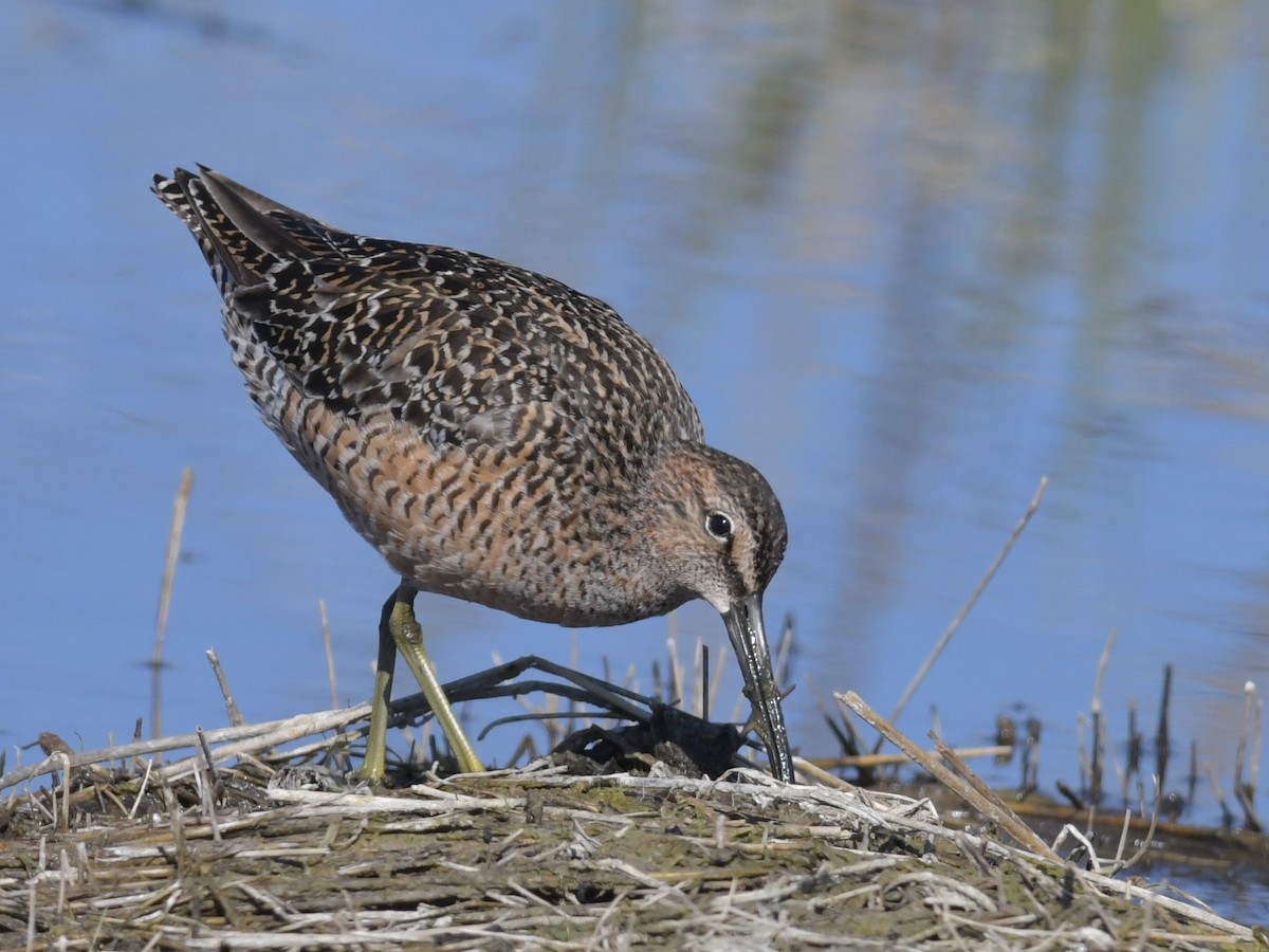 Long-billed Dowitcher - ML234289321