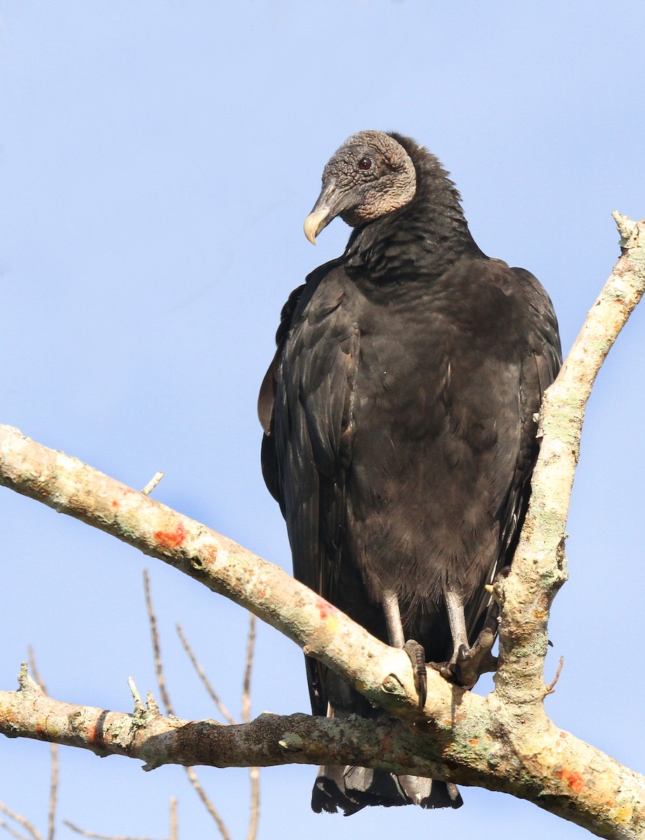 Black Vulture - Thomas Smith