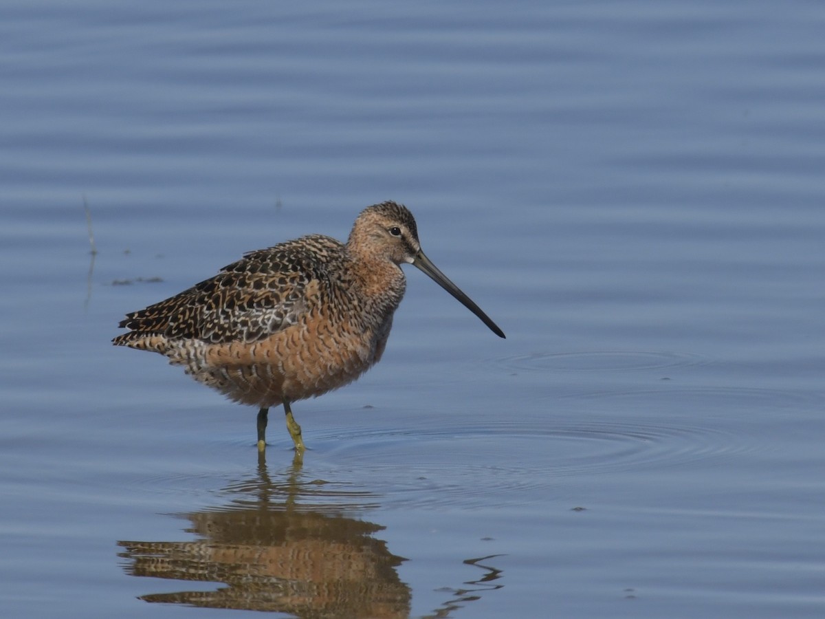 Long-billed Dowitcher - ML234293231