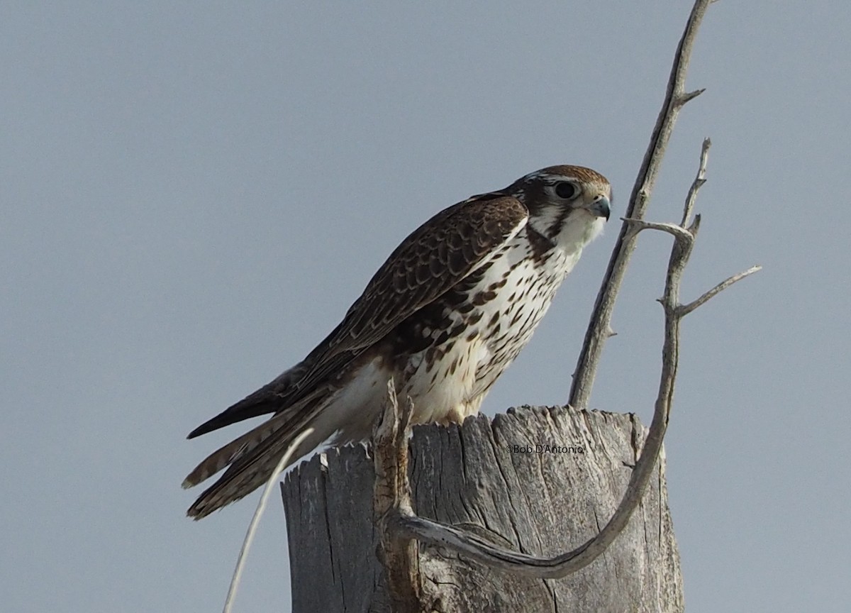 Prairie Falcon - Bob D'Antonio