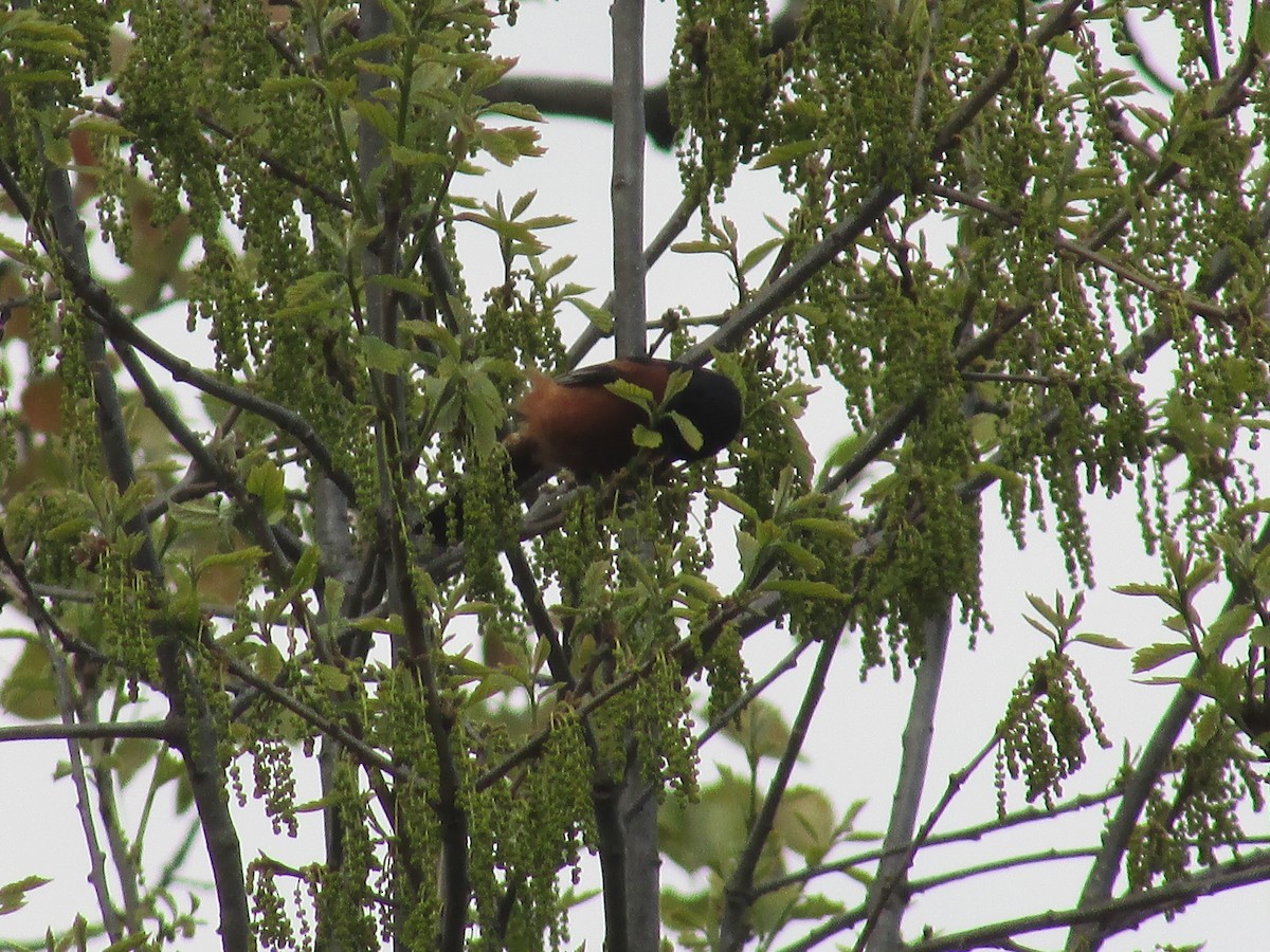 Orchard Oriole - ML234296981