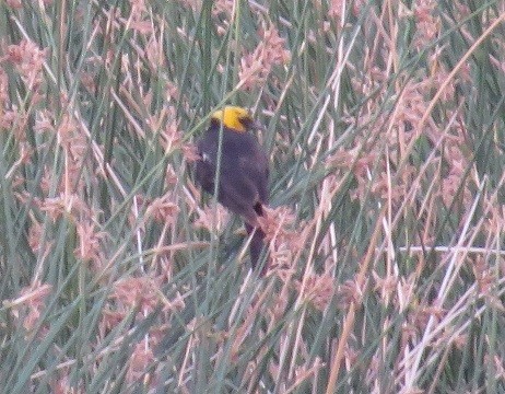Yellow-headed Blackbird - "Chia" Cory Chiappone ⚡️