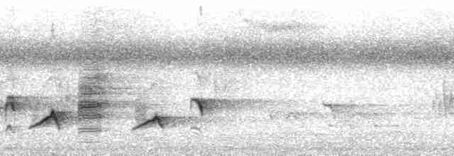 Kadife Sırtlı Drongo (coracinus) - ML23430