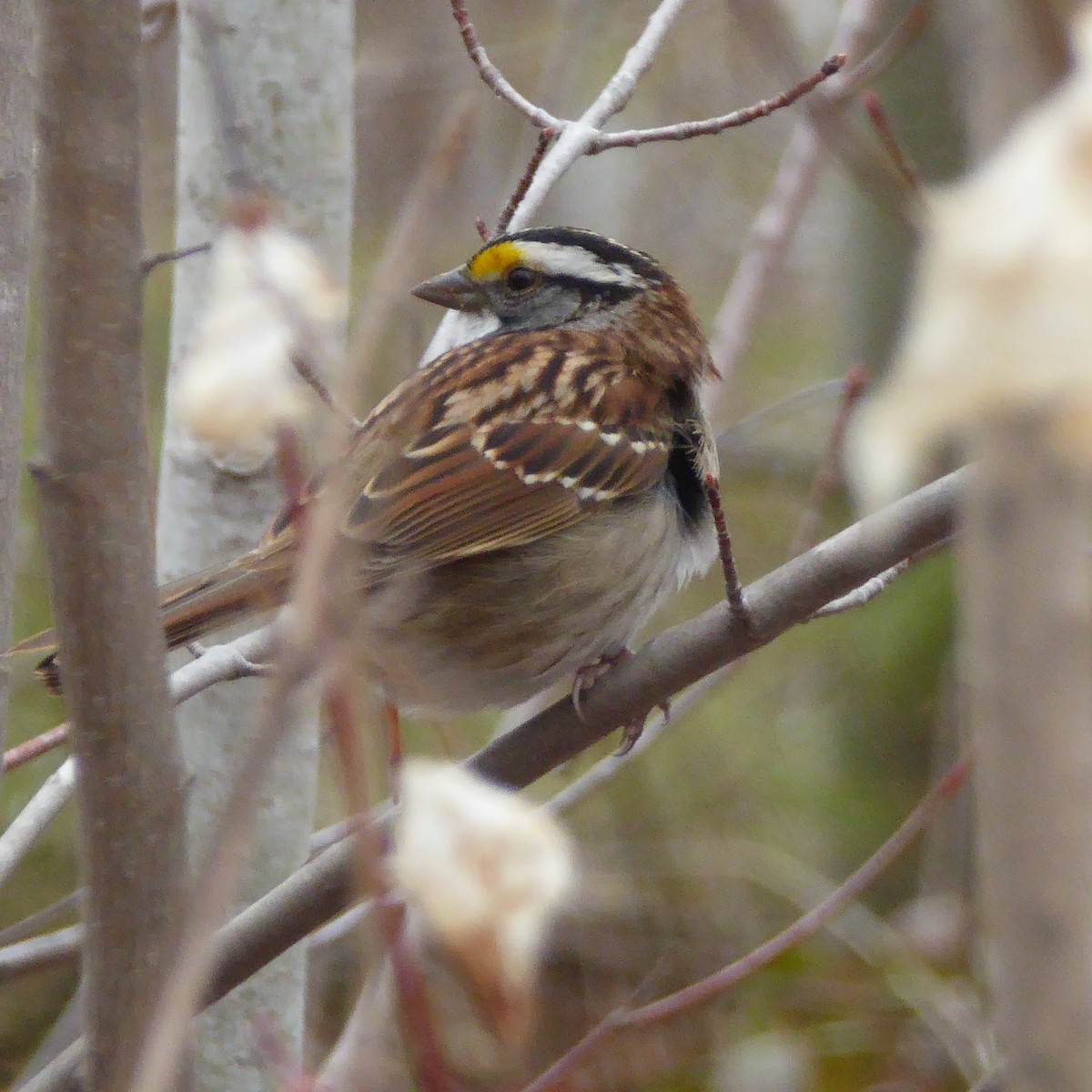 White-throated Sparrow - ML234300391