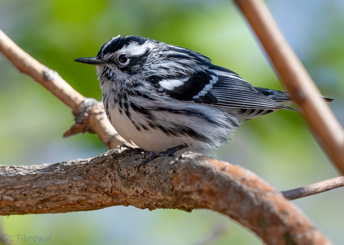 Black-and-white Warbler - ML234301891