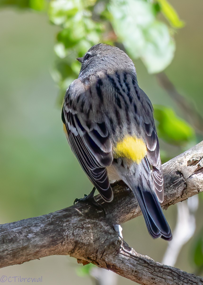 Yellow-rumped Warbler - Chandra Tibrewal