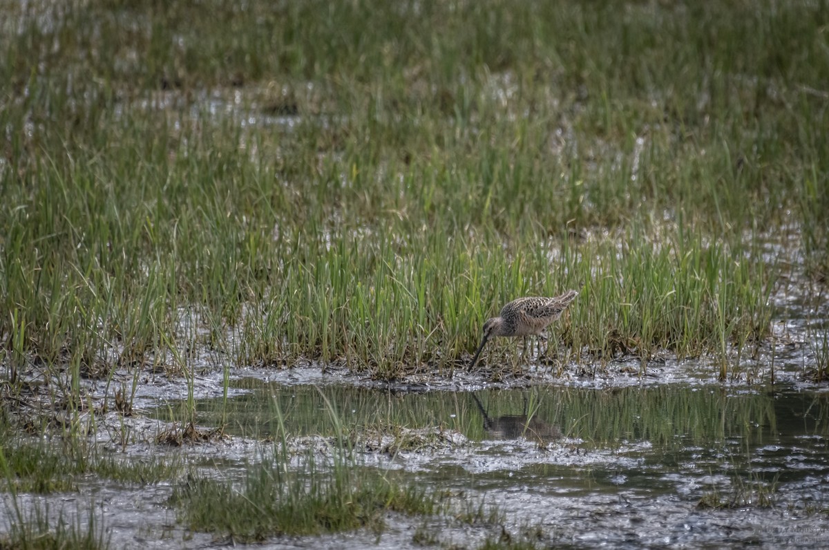 Long-billed Dowitcher - ML234303511