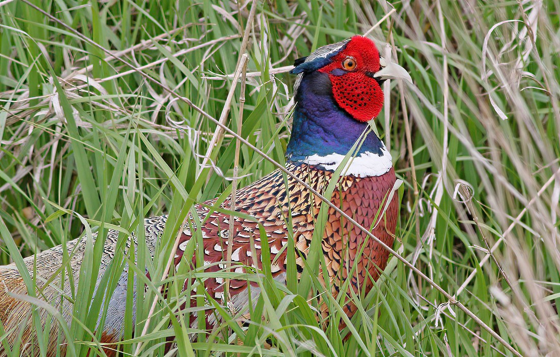 Ring-necked Pheasant - Jay Gilliam