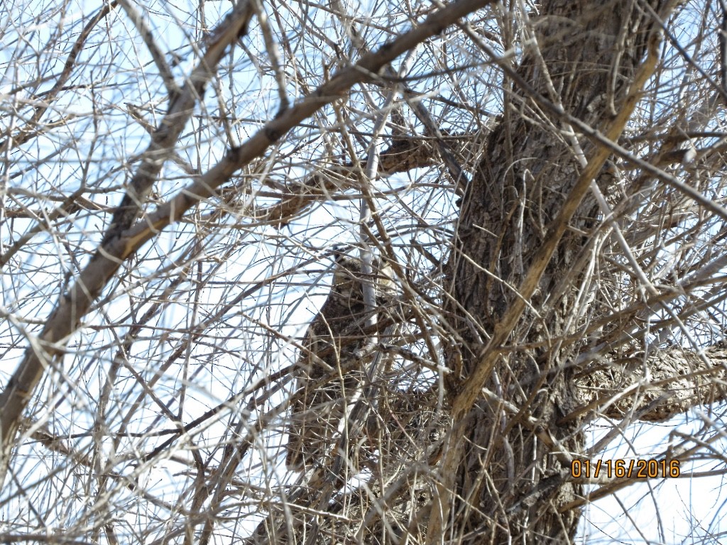 Great Horned Owl - ML23430721