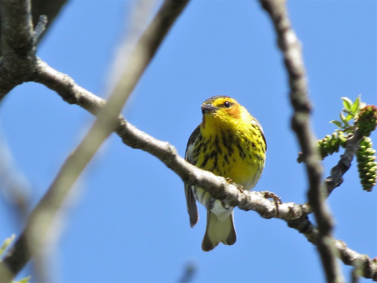 Cape May Warbler - ML234309491