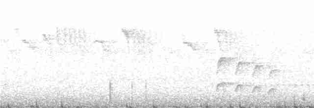 Тиранчик-довгохвіст жовточеревий - ML234312