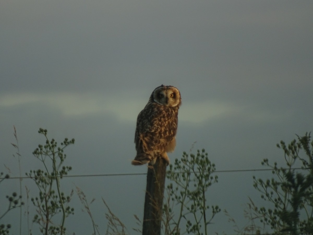 Short-eared Owl - ML234312171