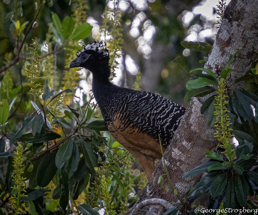 Bare-faced Curassow - ML234312871