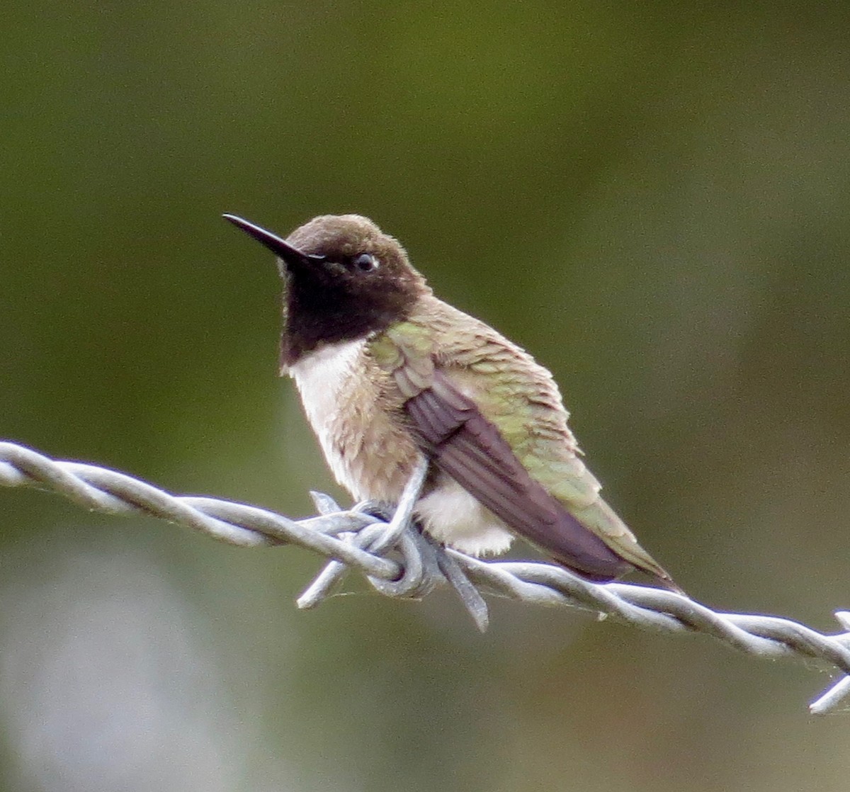 Black-chinned Hummingbird - ML234316651