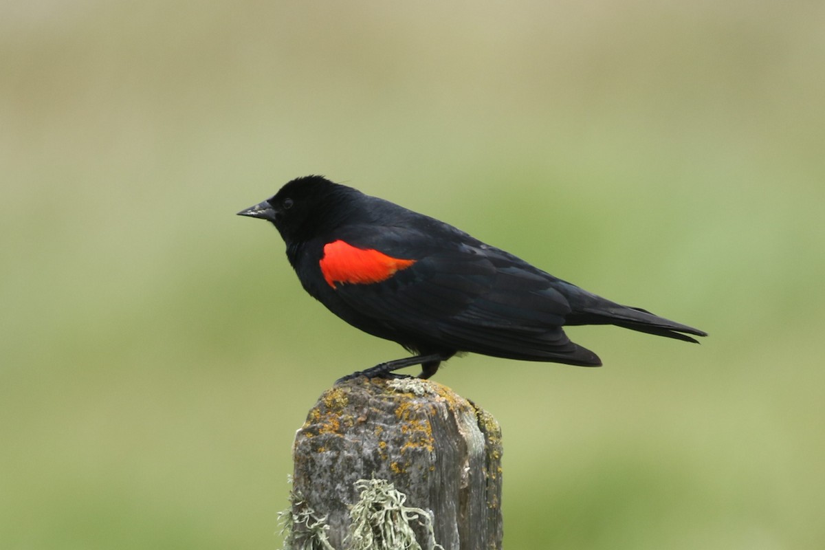 Red-winged Blackbird - ML234316681