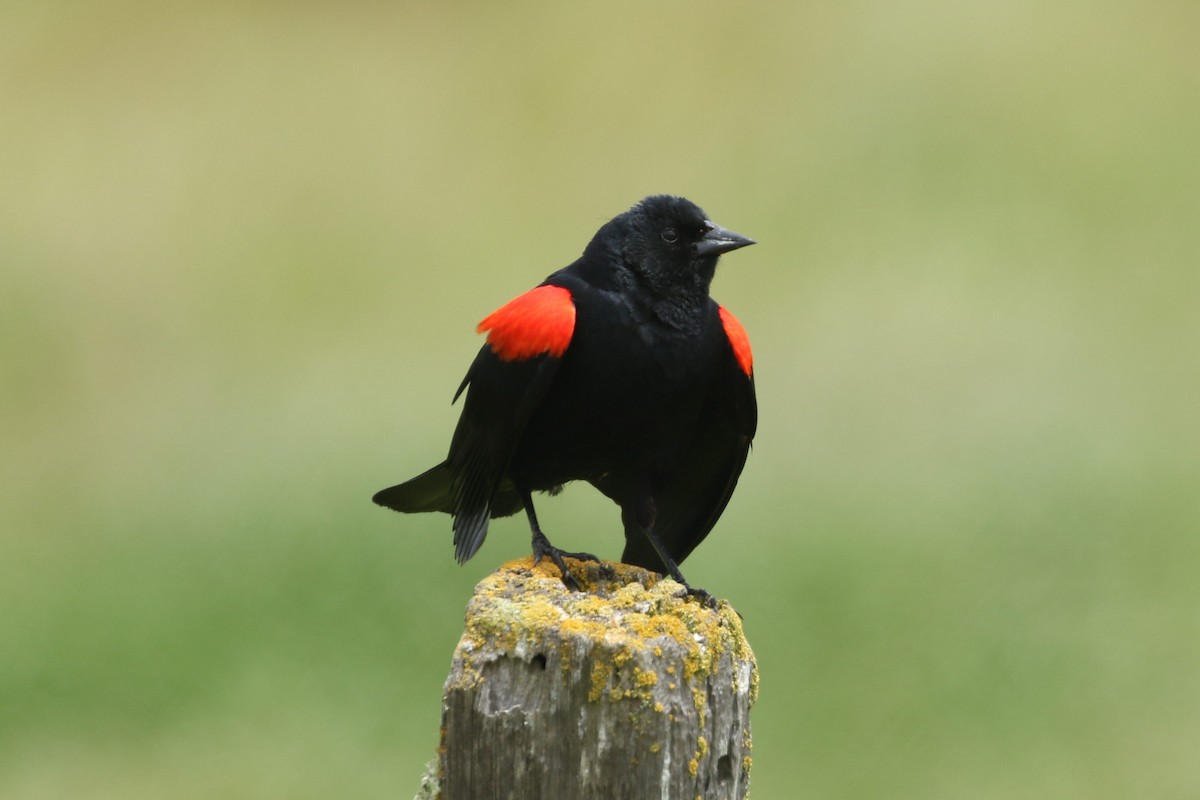 Red-winged Blackbird - ML234316701