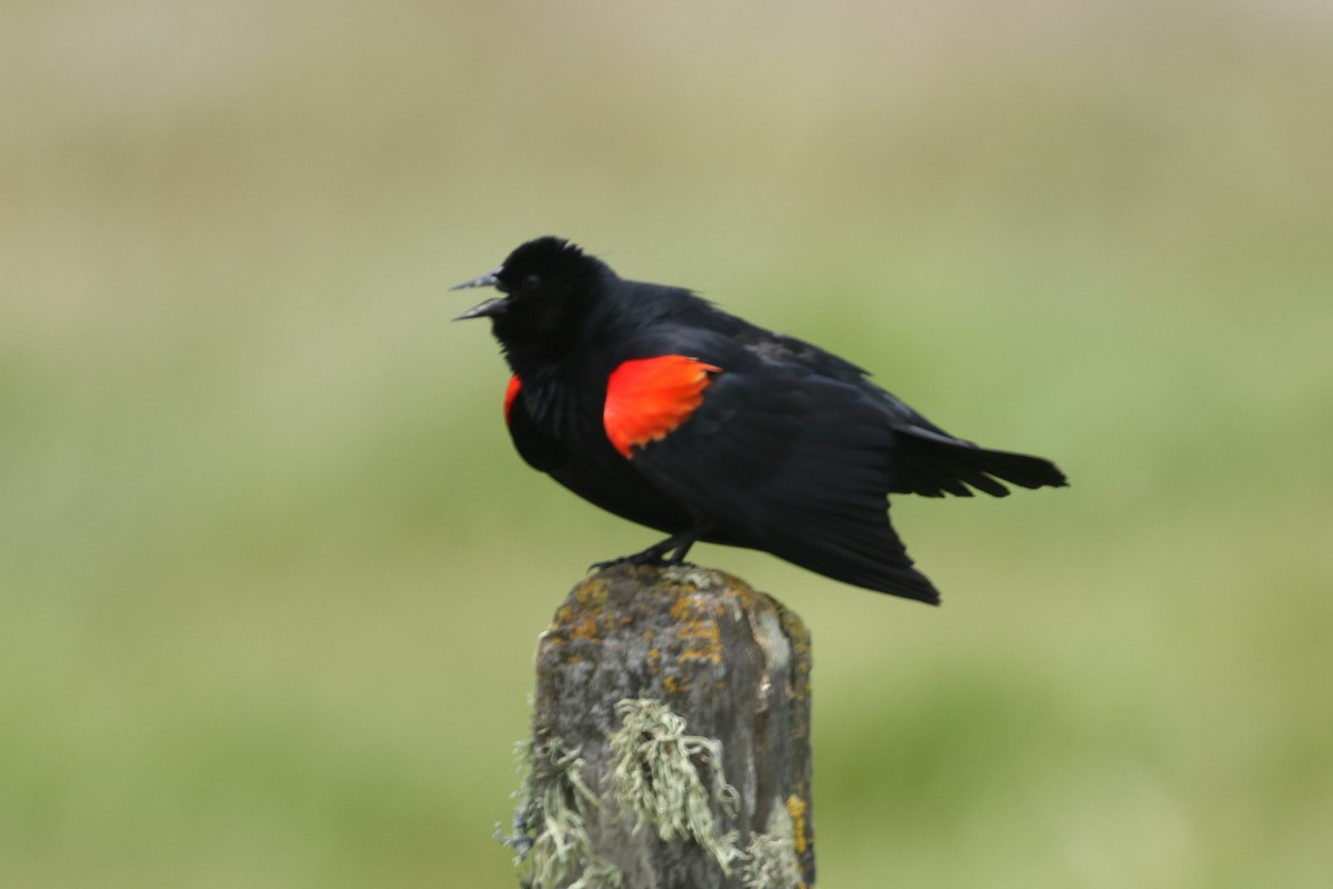 Red-winged Blackbird - ML234316711
