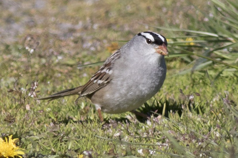 White-crowned Sparrow (leucophrys) - David Brown