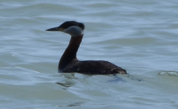 Red-necked Grebe - ML234327611