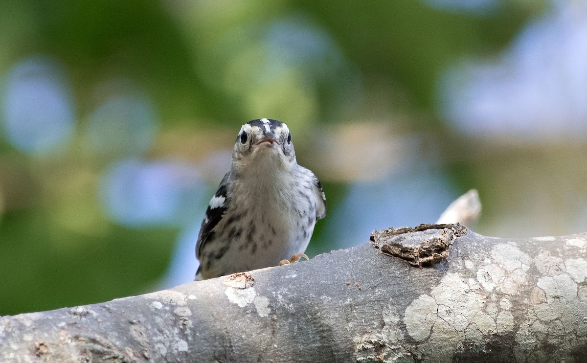 Black-and-white Warbler - ML234327951