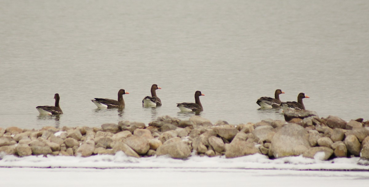Greater White-fronted Goose - Brooke Morse