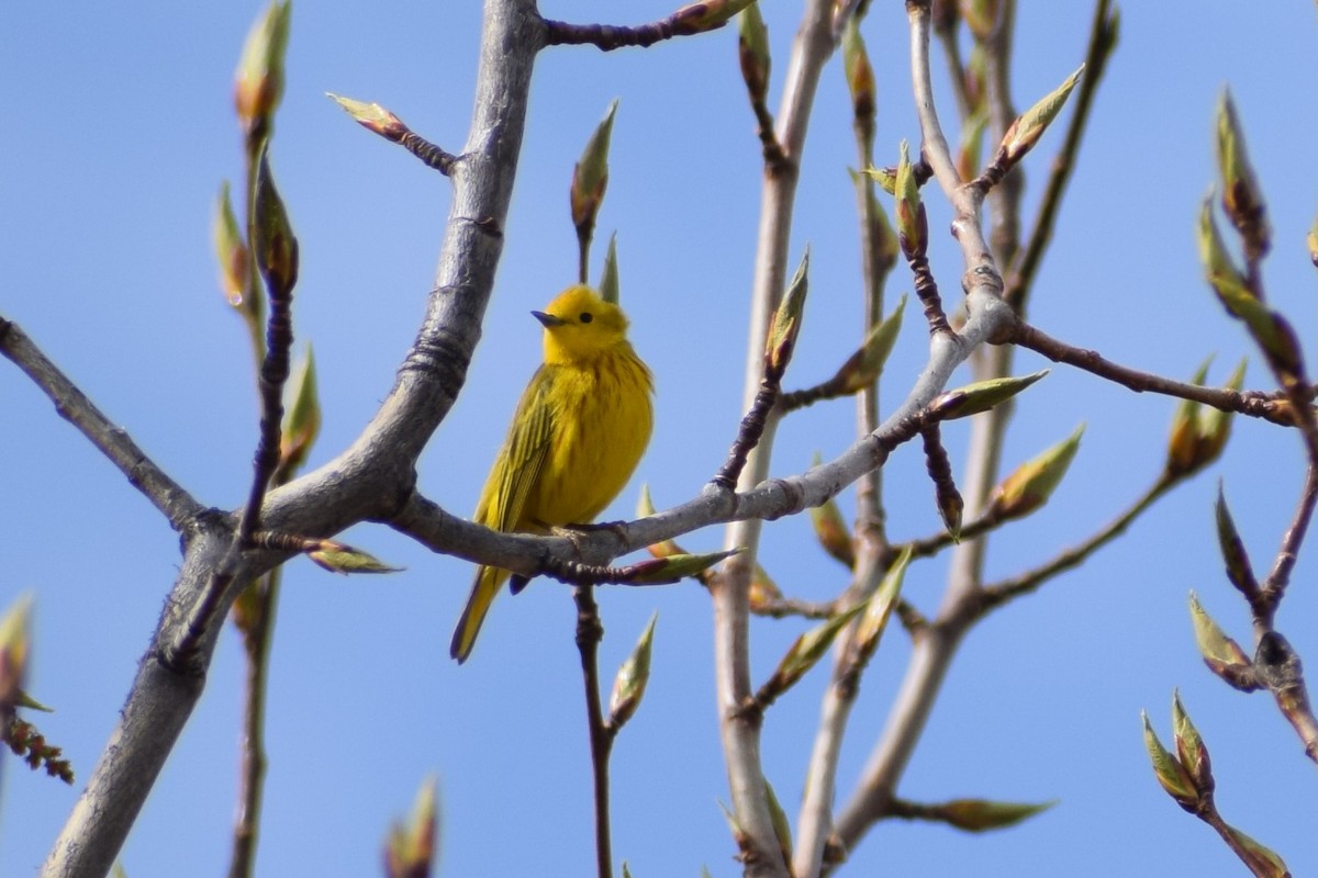 Yellow Warbler - Syd Cannings