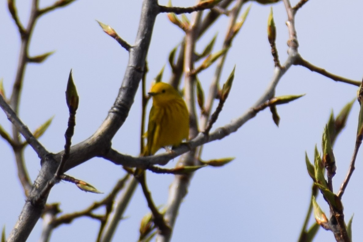 Yellow Warbler - Syd Cannings