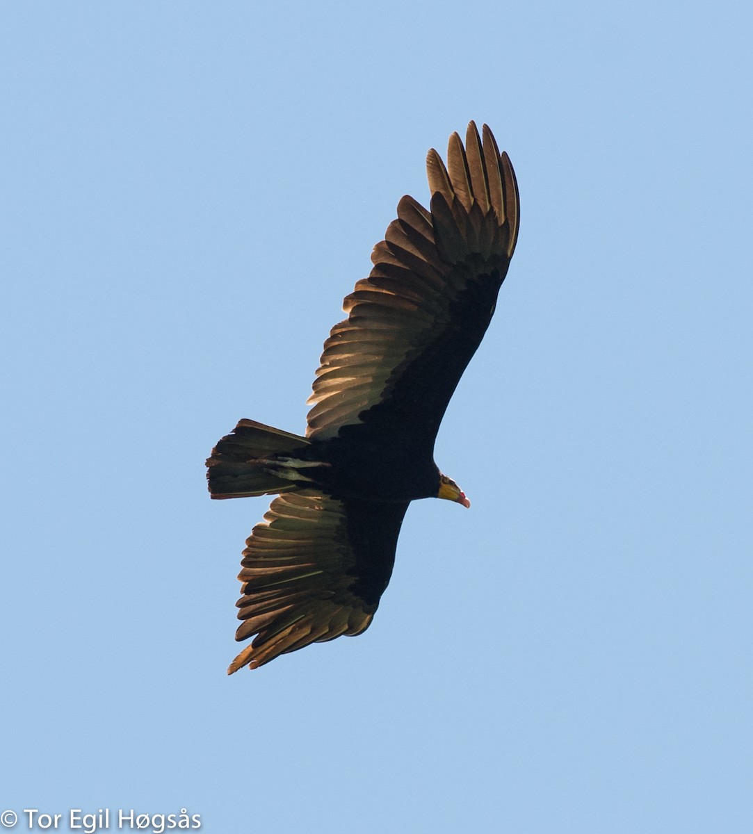 Greater Yellow-headed Vulture - Tor Egil Høgsås