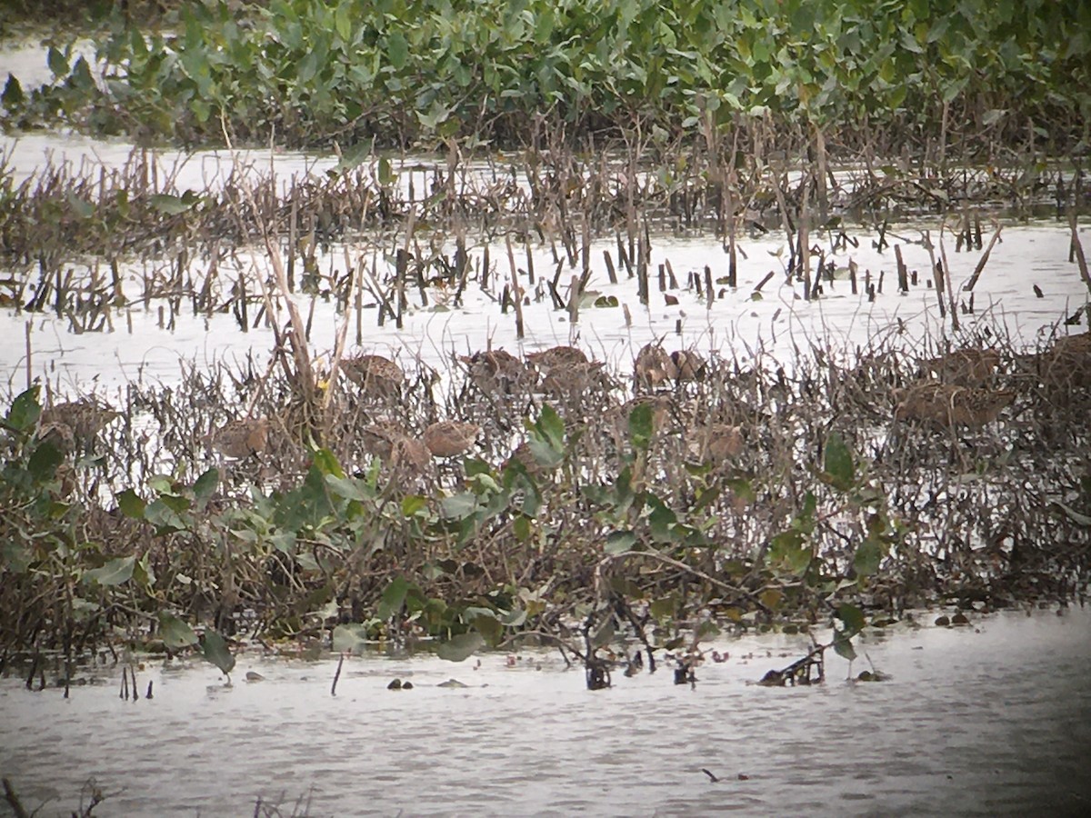 eBird Checklist - 13 May 2020 - Goose Pond FWA--Main Pool West - 50 ...