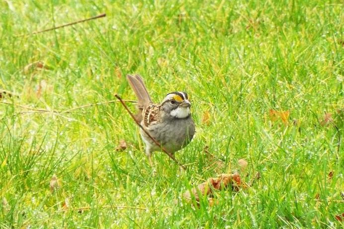 White-throated Sparrow - Geoffrey Newell