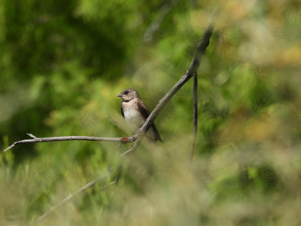 Northern Rough-winged Swallow - ML234336731